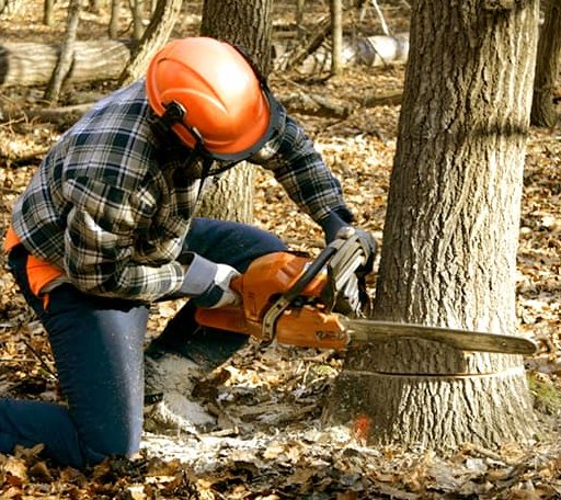 Tree Removal in Charlotte, VT